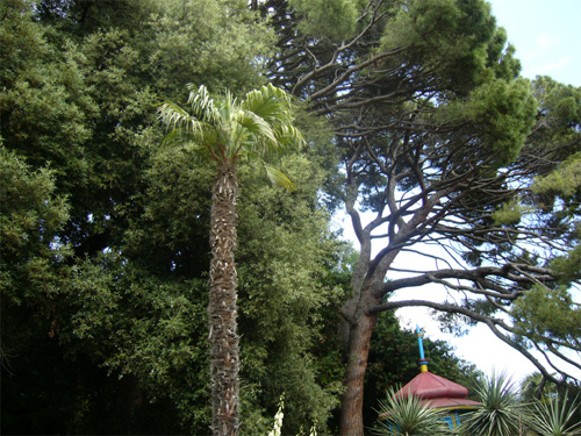 Image - The Nikita Botanical Garden near Yalta in the Crimea.